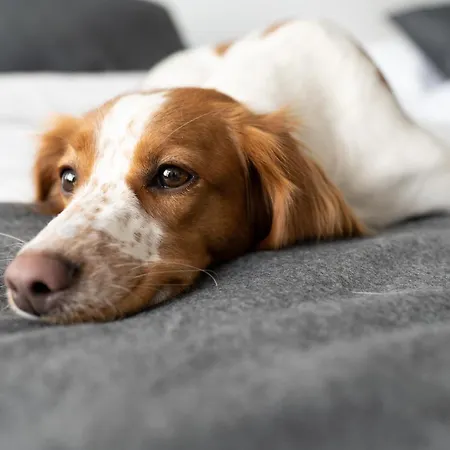 Liminganlahti 酒店 4*